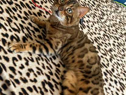 Chatons Bengal silver et brown,charcoal, à vendre avec pedigree ‼️‼️‼️‼️‼️