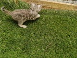 Chatons Bengal silver et brown,charcoal, à vendre avec pedigree ‼️‼️‼️‼️‼️