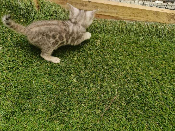 Chatons Bengal silver et brown,charcoal, à vendre avec pedigree ‼️‼️‼️‼️‼️