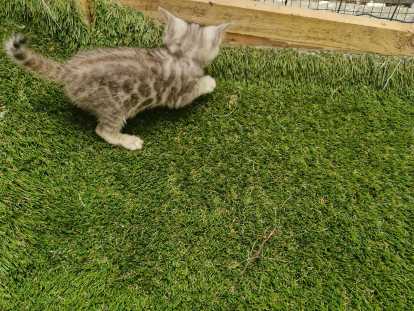Chatons Bengal silver et brown,charcoal, à vendre avec pedigree ‼️‼️‼️‼️‼️