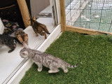 Chatons Bengal silver et brown,charcoal, à vendre avec pedigree ‼️‼️‼️‼️‼️