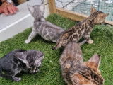 Chatons Bengal silver et brown,charcoal, à vendre avec pedigree ‼️‼️‼️‼️‼️