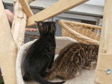 Chatons Bengal silver et brown,charcoal, à vendre avec pedigree ‼️‼️‼️‼️‼️