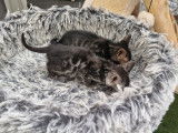 Chatons Bengal silver et brown,charcoal, à vendre avec pedigree ‼️‼️‼️‼️‼️