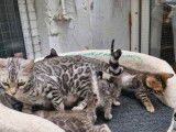 Chatons Bengal silver et brown,charcoal, à vendre avec pedigree ‼️‼️‼️‼️‼️