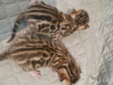 Chatons Bengal silver et brown,charcoal, à vendre avec pedigree ‼️‼️‼️‼️‼️