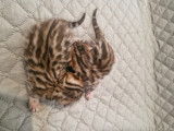 Chatons Bengal silver et brown,charcoal, à vendre avec pedigree ‼️‼️‼️‼️‼️