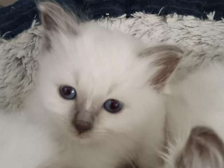 À réserver 3 chatons mâles Sacré de Birmanie (LOOF)