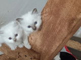 À réserver 3 chatons mâles Sacré de Birmanie (LOOF)