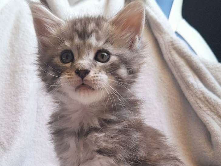 Une chatonne Maine Coon tachetée non LOOF à réserver