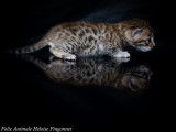 Un chaton mâle Bengal LOOF brown rosetted tabby à réserver