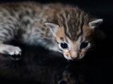 Un chaton mâle Bengal LOOF brown rosetted tabby à réserver