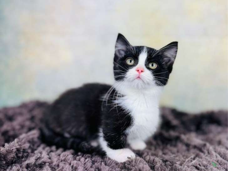 1 chaton mâle Munchkin noir et blanc disponiblesà l’achat (LOOF)