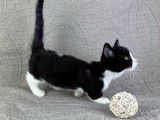 1 chaton mâle Munchkin noir et blanc disponiblesà l’achat (LOOF)