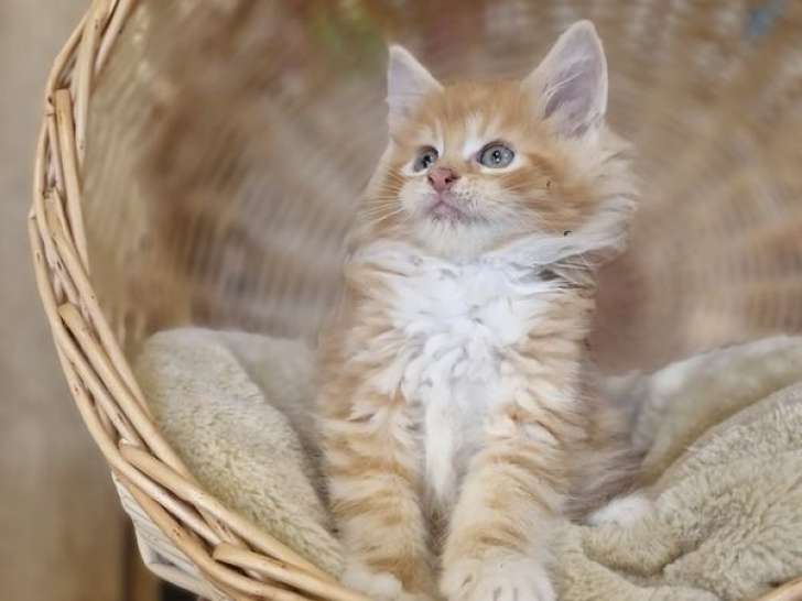 2 chatons mâles Maine Coons à réserver (LOOF)