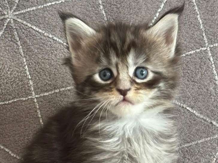 Chaton Maine coon LOOF à vendre