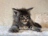 À réserver, 5 chatons Maine Coon (LOOF)