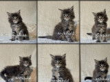 À réserver, 5 chatons Maine Coon (LOOF)