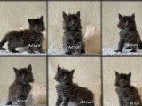 À réserver, 5 chatons Maine Coon (LOOF)