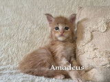 À réserver, 5 chatons Maine Coon (LOOF)