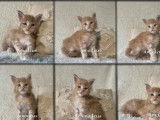 À réserver, 5 chatons Maine Coon (LOOF)