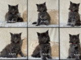 À réserver, 5 chatons Maine Coon (LOOF)