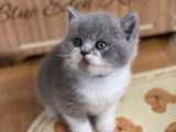 10 chatons British Shorthair LOOF à réserver