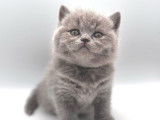 10 chatons British Shorthair LOOF à réserver