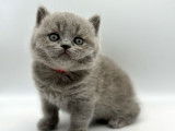 À vendre, 10 chatons British Shorthair (LOOF)