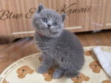 À vendre, 10 chatons British Shorthair (LOOF)