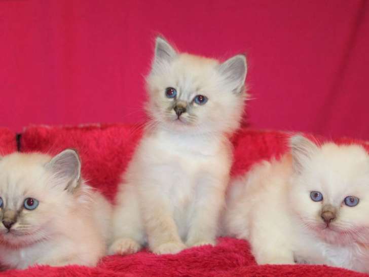 4 chatons Sacré de Birmanie LOOF à réserver