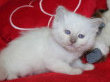 4 chatons Sacré de Birmanie LOOF à réserver