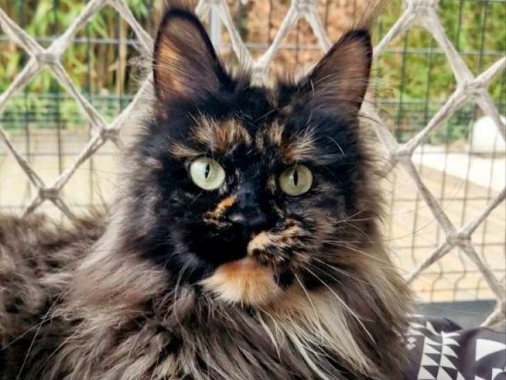 À vendre, chat femelle Maine Coon LOOF de 4 ans