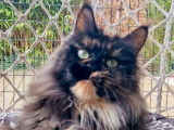À vendre, chat femelle Maine Coon LOOF de 4 ans