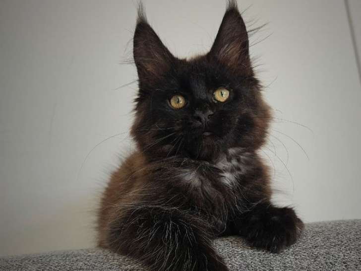 1 chaton femelle Maine Coon LOOF à réserver