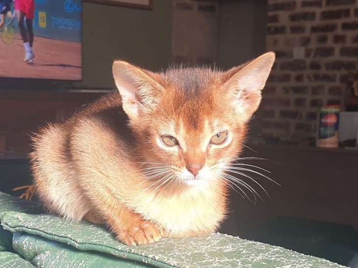 1 chaton mâle Abyssin robe lièvre disponible à la vente (LOOF)