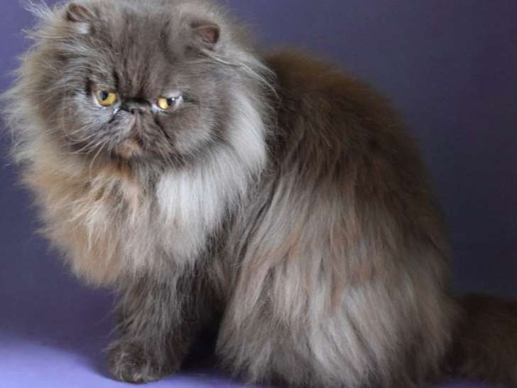À vendre, une chatte Exotic Shorthair bleue tabby de 3 ans (LOOF)