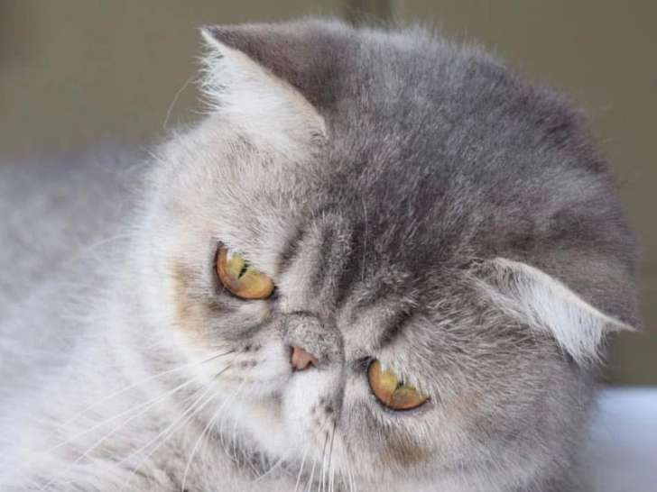 Chat femelle Persan chocolat LOOF de 3 ans à réserver