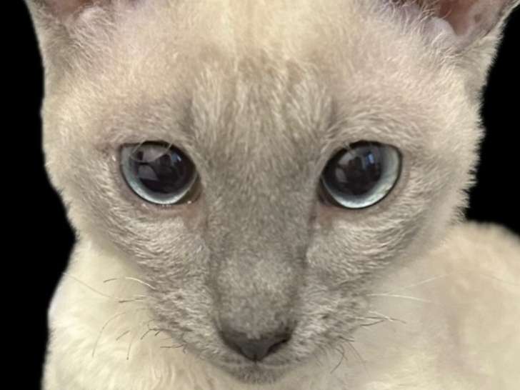 Chatons Cornish Rex à réserver pour août