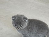 Chatons Scottish Fold à réserver