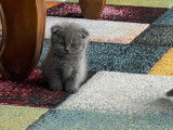 Chatons Scottish Fold à réserver