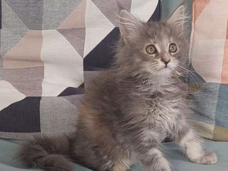 Chaton Maine Coon femelle LOOF