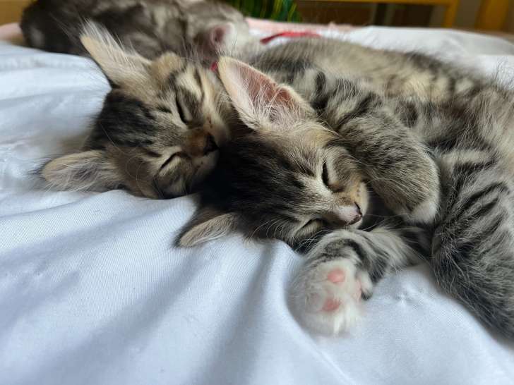 Chatons race Sibérien à vendre