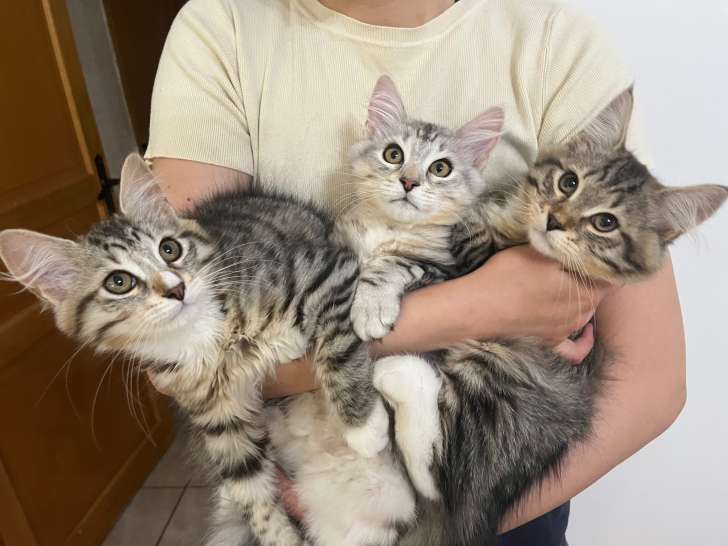 Chatons race Sibérien à vendre