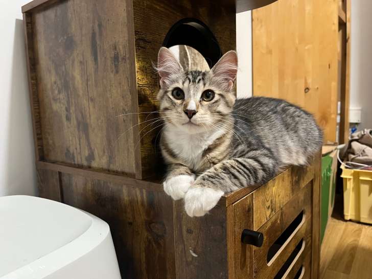 Chaton Sibérien Mâle Hypoallergénique à Adopter 🐾
