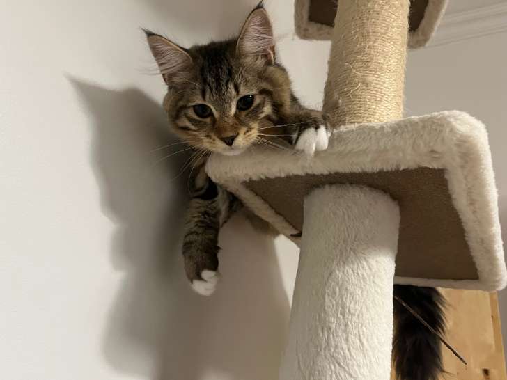Chaton Sibérien Mâle Hypoallergénique à Adopter 🐾