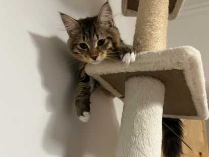 Chaton Sibérien Mâle Hypoallergénique à Adopter 🐾