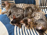 Portée de 5 chatons Savannah F5 domestiques à vendre