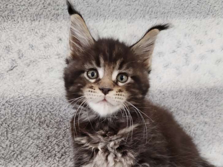 male 7