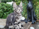 Chatons Maine Coon à vendre